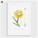 Cactus Grandiflorus - Pierre Joseph Redouté Poster.