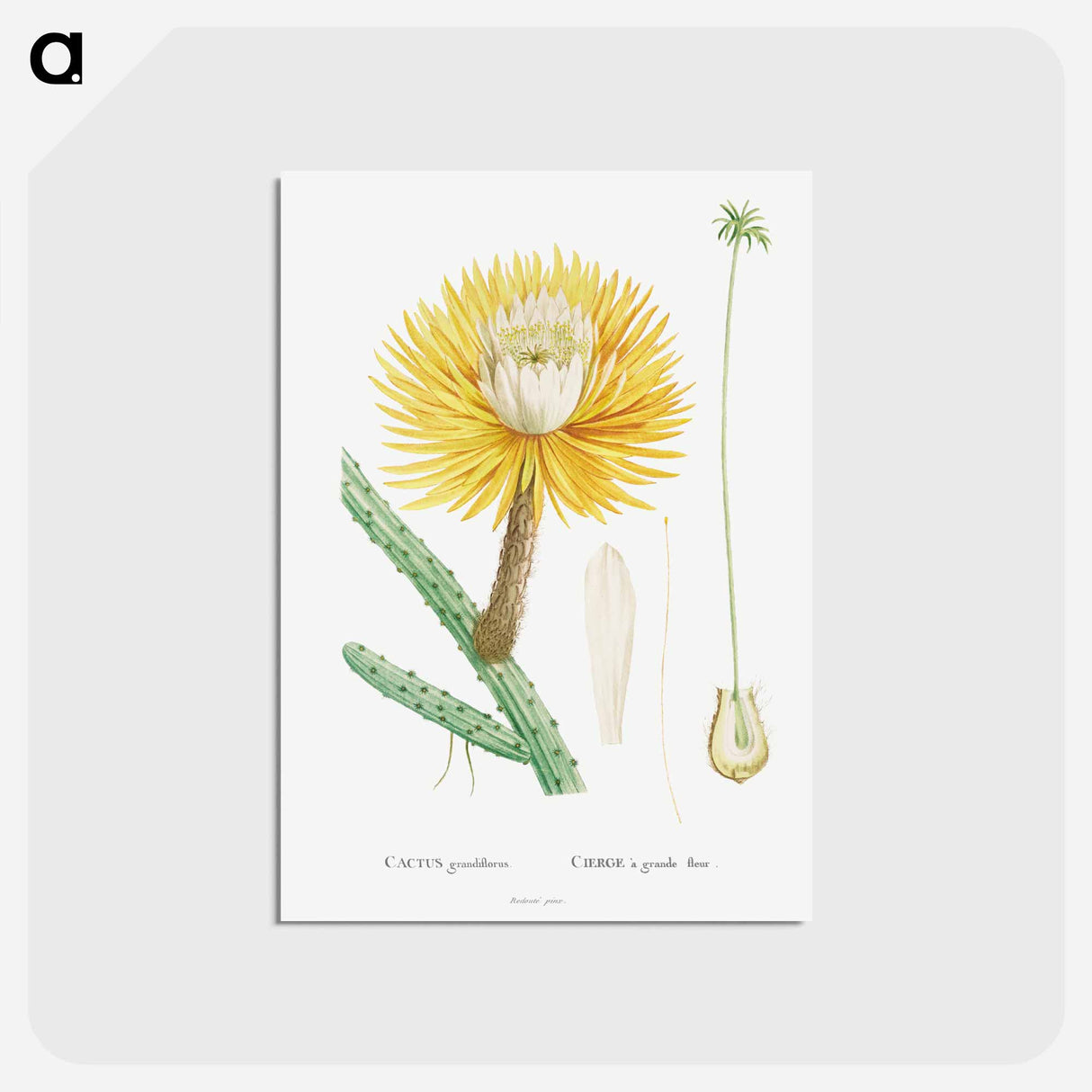 アートポストカード-Cactus Grandiflorus - ピエール ジョゼフ ルドゥーテ Postcard.