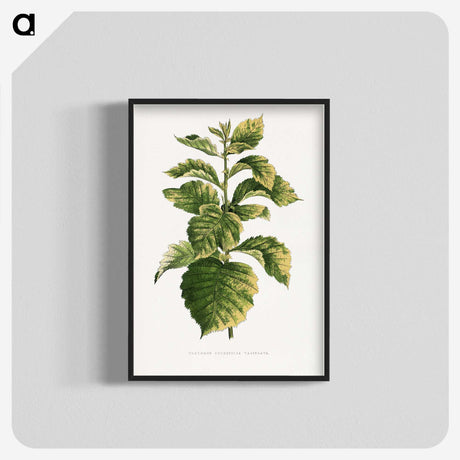 1-81_Plants-with-Colored-Foliage_blk-crop