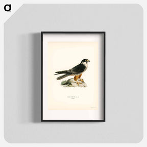 アートポスター-Eurasian Hobby
 - スヴェンスカ フォグラル Poster.