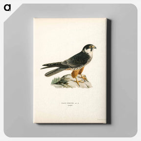 アートパネル-Eurasian Hobby
 - スヴェンスカ フォグラル Canvas.