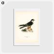 アートポストカード-Eurasian Hobby
 - スヴェンスカ フォグラル Postcard.