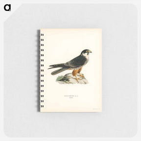 アートメモ帳-Eurasian Hobby
 - スヴェンスカ フォグラル Memo.