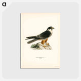 アートポストカード-Eurasian Hobby
 - スヴェンスカ フォグラル Postcard.