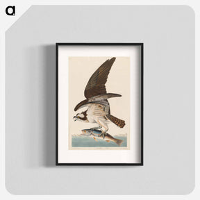 アートポスター-Fish Hawk, or Osprey
 - アメリカの鳥たち Poster.