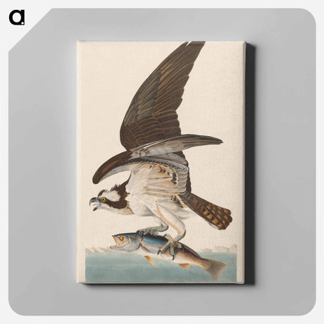 アートパネル-Fish Hawk, or Osprey
 - アメリカの鳥たち Canvas.