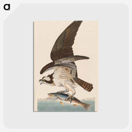 アートポストカード-Fish Hawk, or Osprey
 - アメリカの鳥たち Postcard.