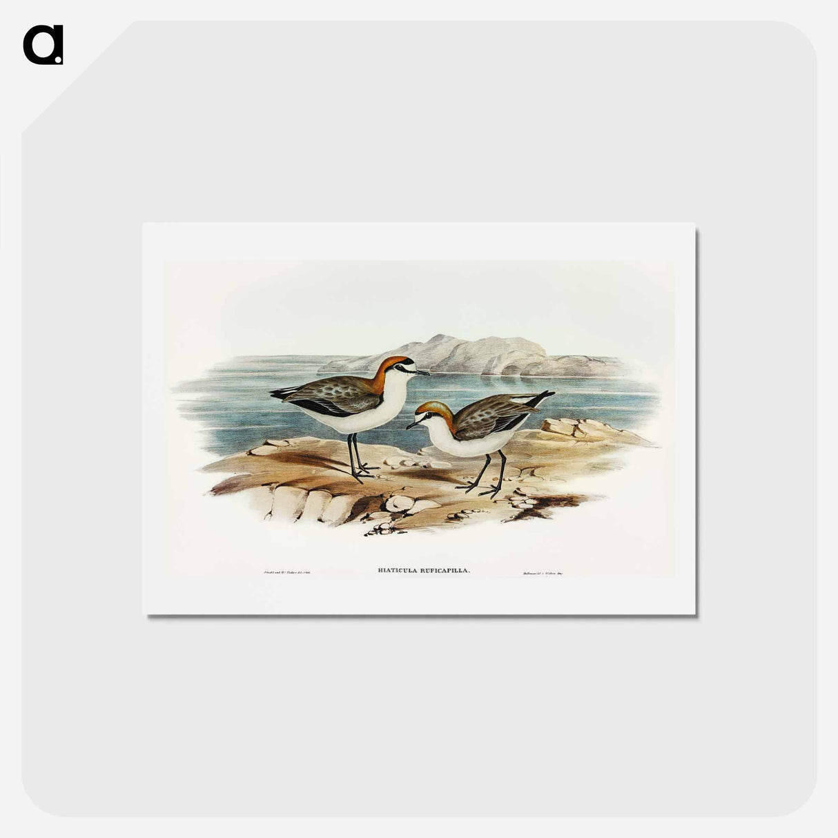 アートポストカード-Red-capped Dottrel
 - オーストラリアの鳥 Postcard.