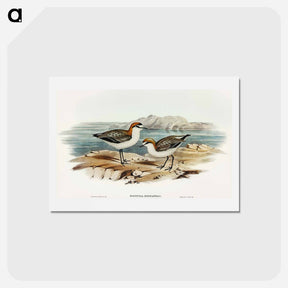 アートポストカード-Red-capped Dottrel
 - オーストラリアの鳥 Postcard.