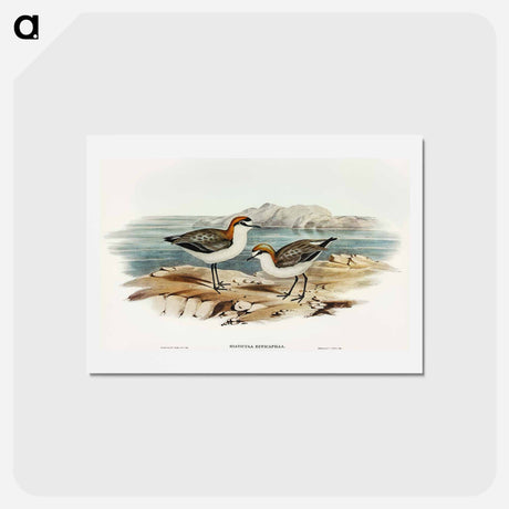 アートポストカード-Red-capped Dottrel
 - オーストラリアの鳥 Postcard.