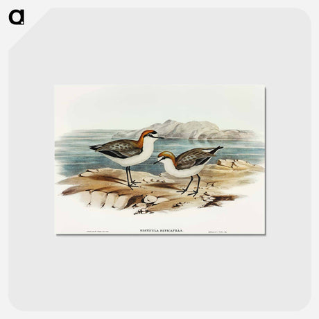 アートポストカード-Red-capped Dottrel
 - オーストラリアの鳥 Postcard.
