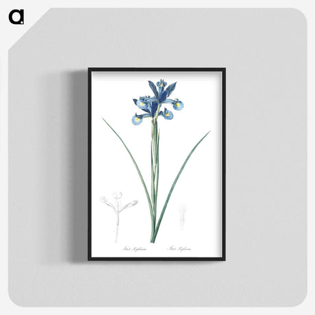 1-81_The-Lilies_blk-crop