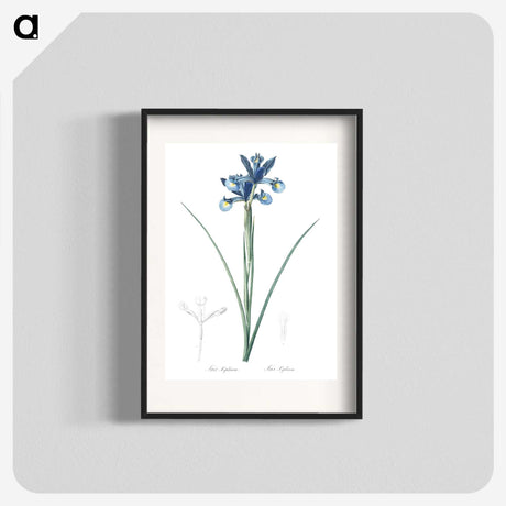 1-81_The-Lilies_blk
