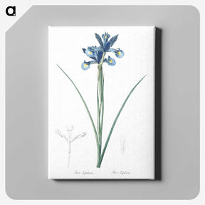 1-81_The-Lilies_canvas