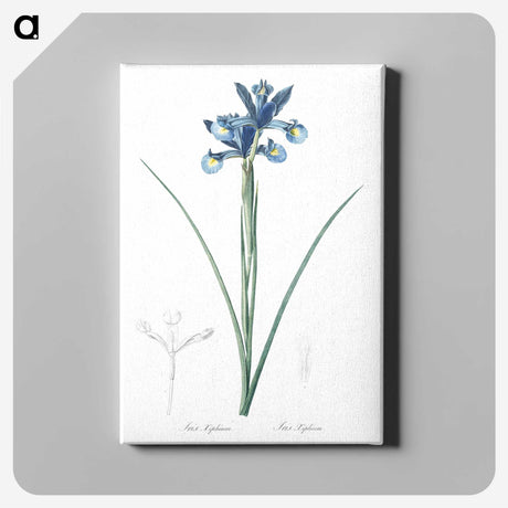 1-81_The-Lilies_canvas