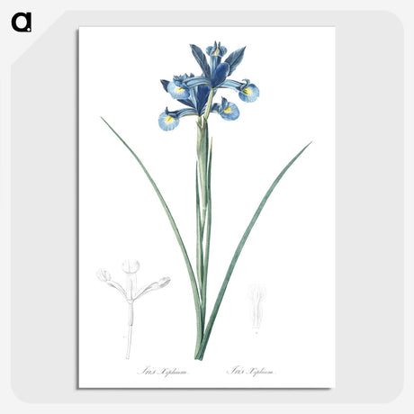 1-81_The-Lilies_picture-crop