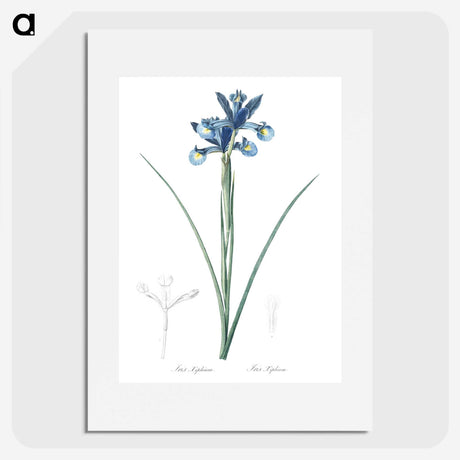 1-81_The-Lilies_picture