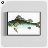 1-81_The-Natural-History-of-British-Fishes_blk-crop