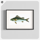 1-81_The-Natural-History-of-British-Fishes_blk