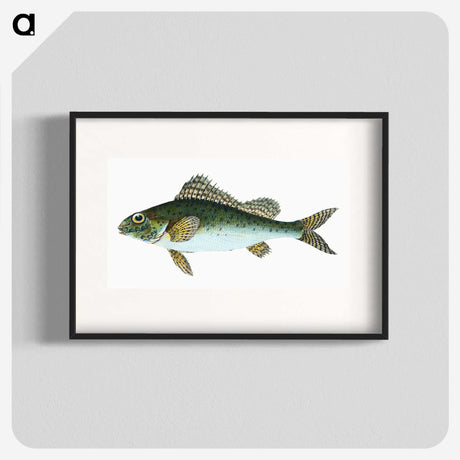 1-81_The-Natural-History-of-British-Fishes_blk