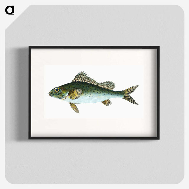 1-81_The-Natural-History-of-British-Fishes_blk