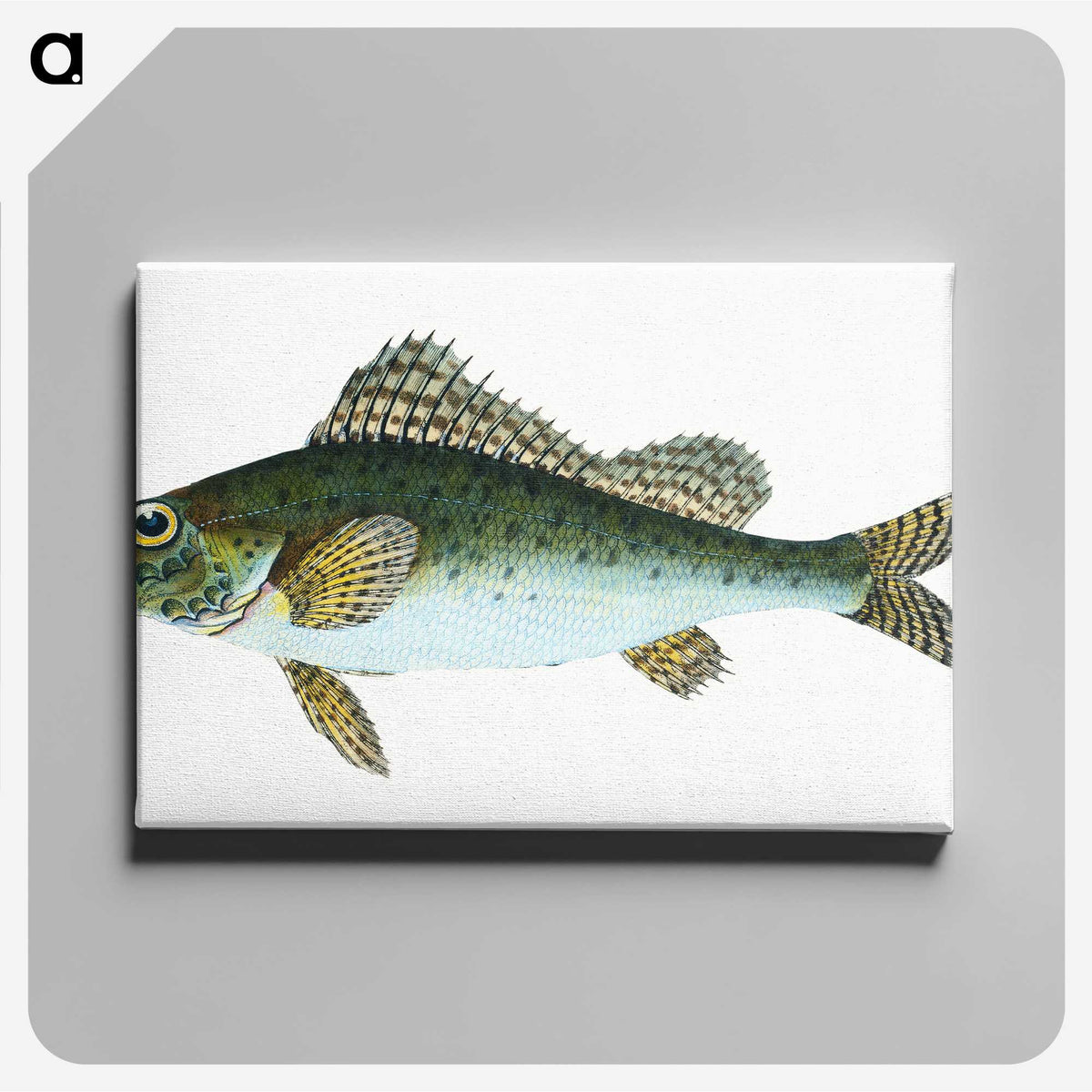 1-81_The-Natural-History-of-British-Fishes_canvas