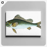 1-81_The-Natural-History-of-British-Fishes_canvas
