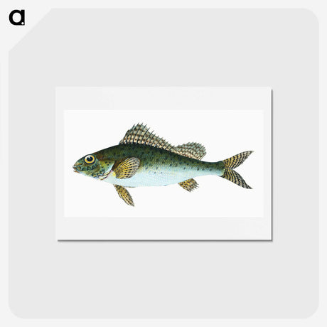 1-81_The-Natural-History-of-British-Fishes_hagaki