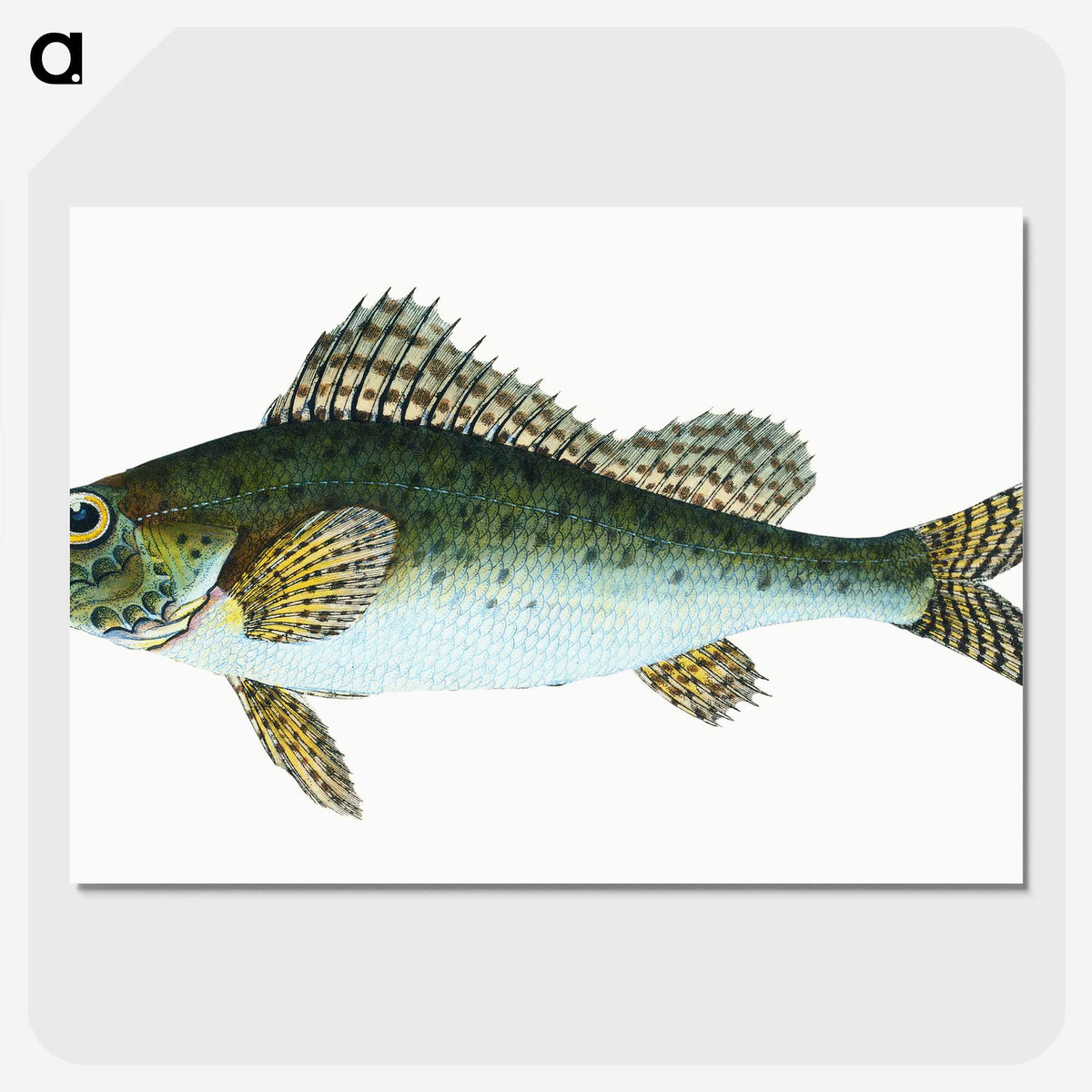 1-81_The-Natural-History-of-British-Fishes_picture-crop
