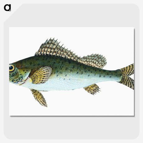 1-81_The-Natural-History-of-British-Fishes_picture-crop