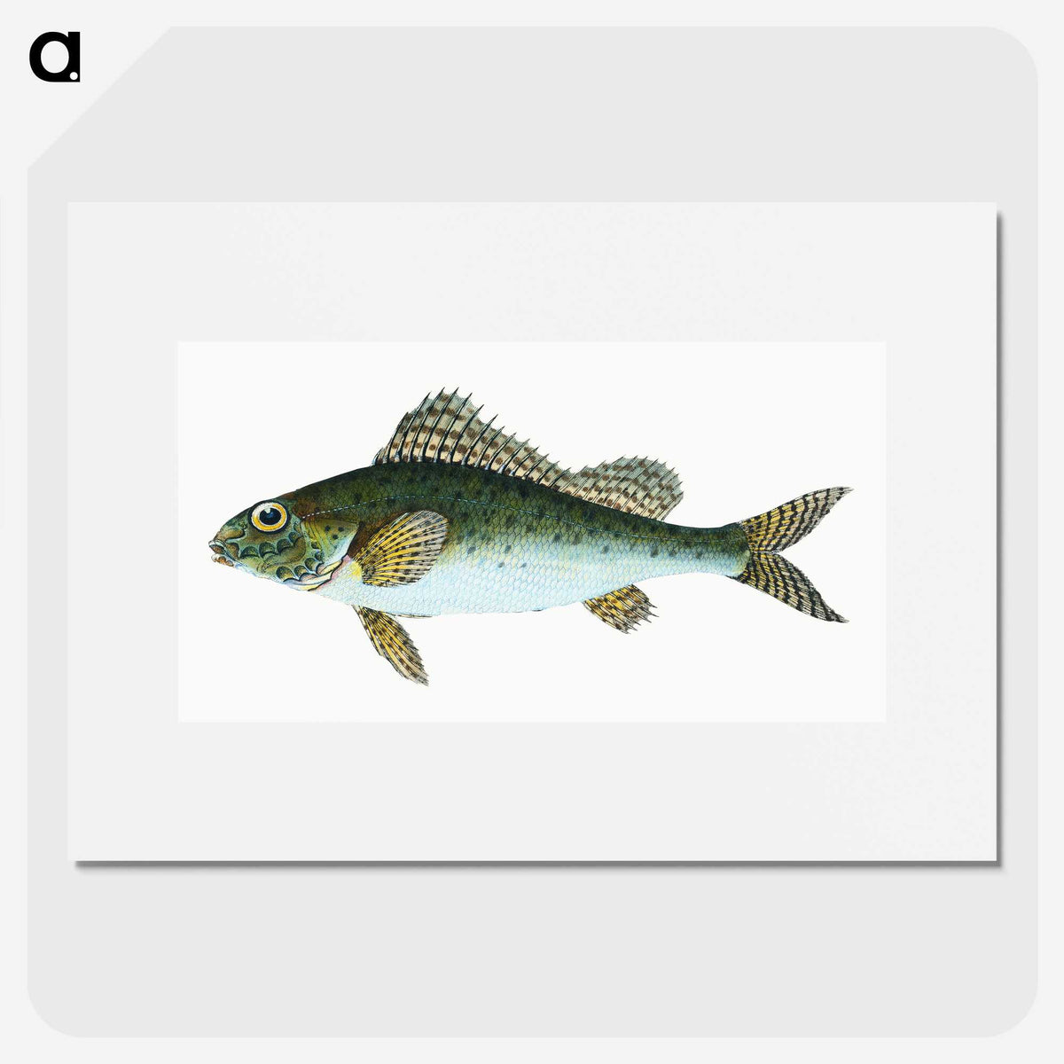 1-81_The-Natural-History-of-British-Fishes_picture