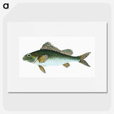 1-81_The-Natural-History-of-British-Fishes_picture