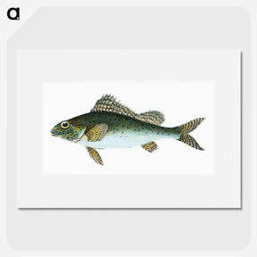 1-81_The-Natural-History-of-British-Fishes_picture