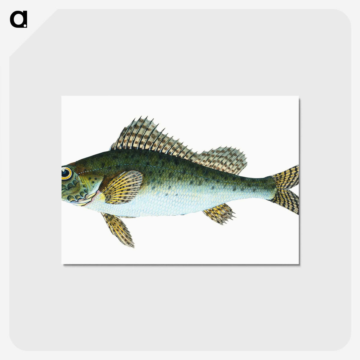 1-81_The-Natural-History-of-British-Fishes_postcard
