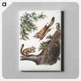 1-81_The-Viviparous-Quadrupeds_canvas