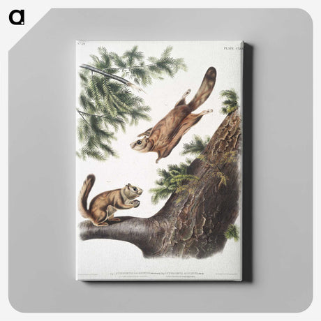 1-81_The-Viviparous-Quadrupeds_canvas