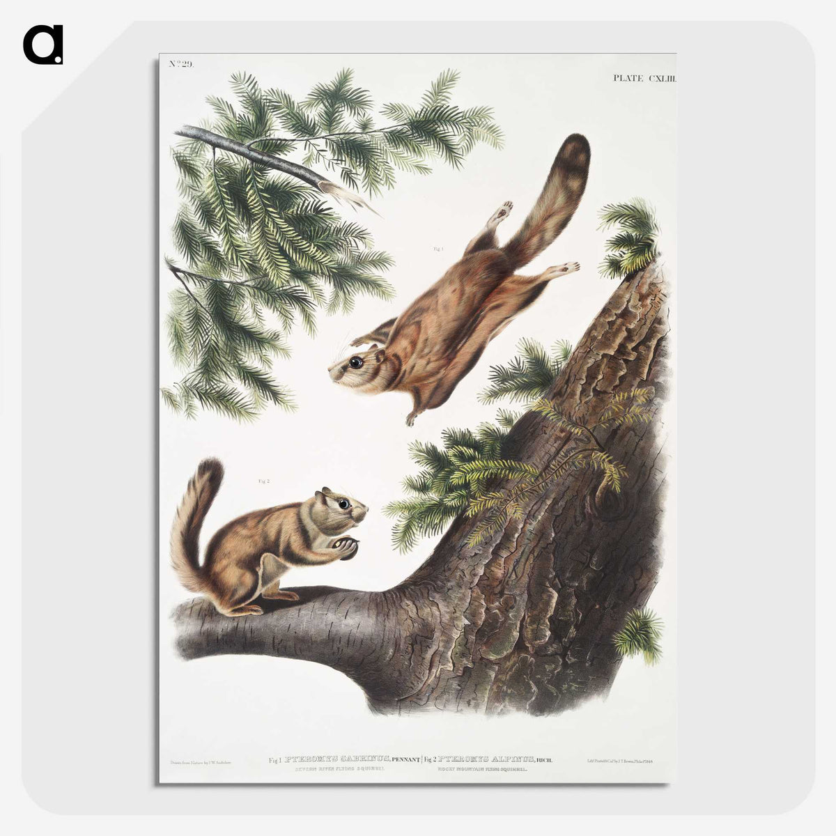 1-81_The-Viviparous-Quadrupeds_picture-crop