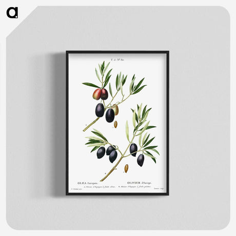 1-81_Treatise-on-Trees-and-Shrubs_blk-crop