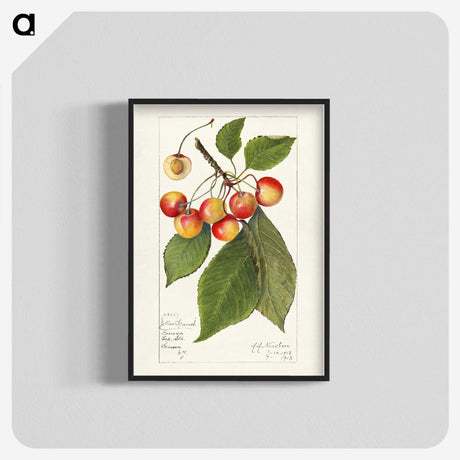 1-81_USDA-Watercolor-Fruit-Painting-Collection_blk-crop