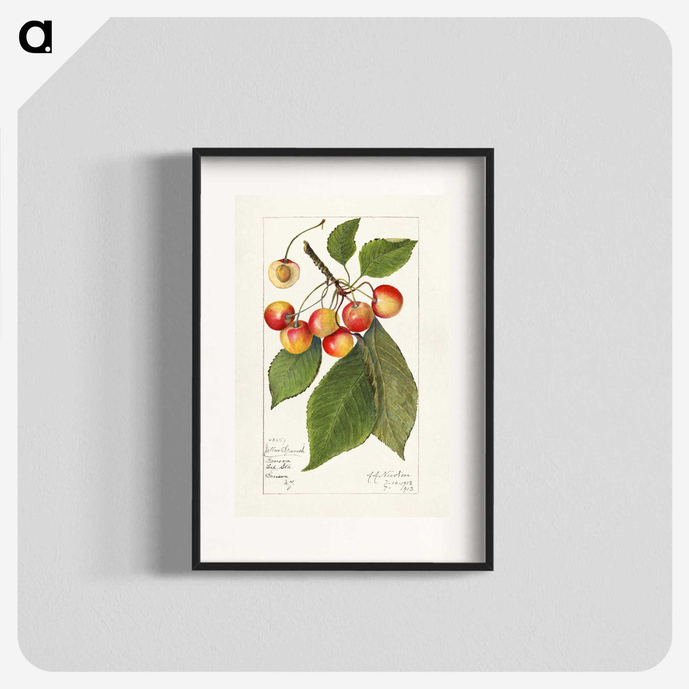 1-81_USDA-Watercolor-Fruit-Painting-Collection_blk