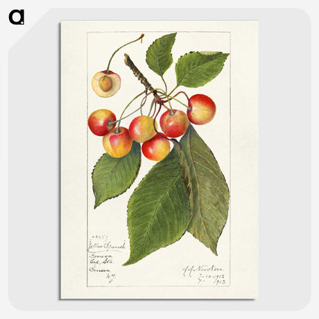1-81_USDA-Watercolor-Fruit-Painting-Collection_picture-crop