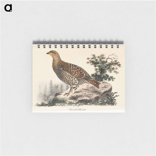 Rackelhahn, female - ヴィルヘルム フォン ライト Memo.