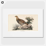 Rackelhahn, female - Wilhelm von Wright Poster.