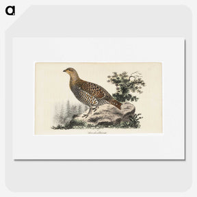 1-81_Wilhelm-von-Wright_picture