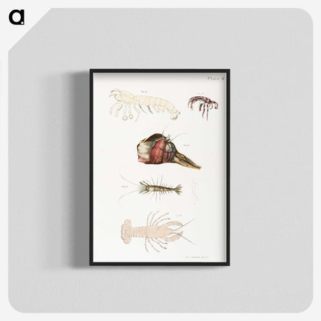 1-81_Zoology-of-New-York_blk-crop