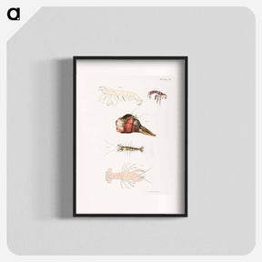 アートポスター-Different types of sea creatures illustration from Zoology of New York by James Ellsworth De Kay - ニューヨークの動物学 Poster.