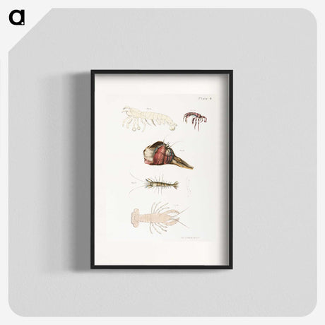 1-81_Zoology-of-New-York_blk