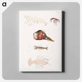 アートパネル-Different types of sea creatures illustration from Zoology of New York by James Ellsworth De Kay - ニューヨークの動物学 Canvas.