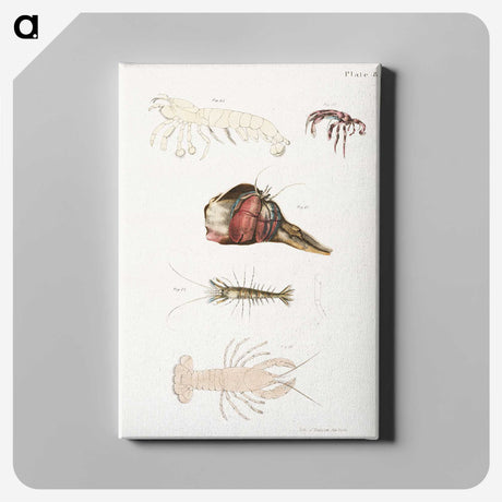 1-81_Zoology-of-New-York_canvas