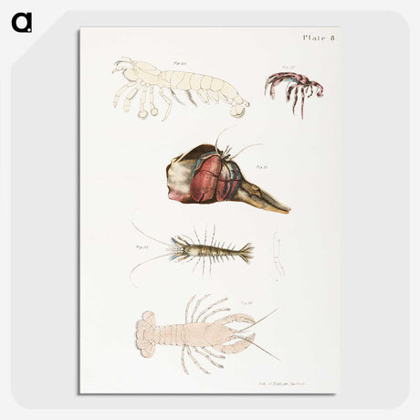 1-81_Zoology-of-New-York_picture-crop